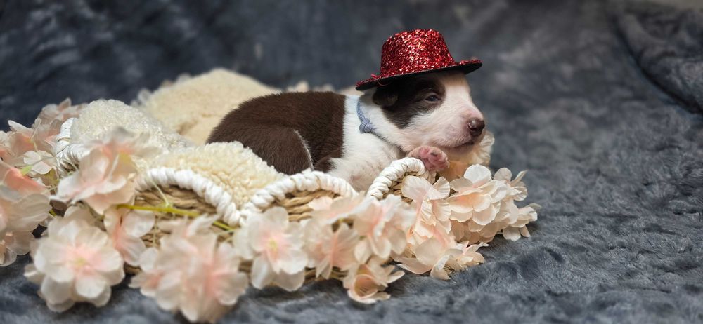 Border Collie Czekoladowy FCI ZKwP Rezerwacja