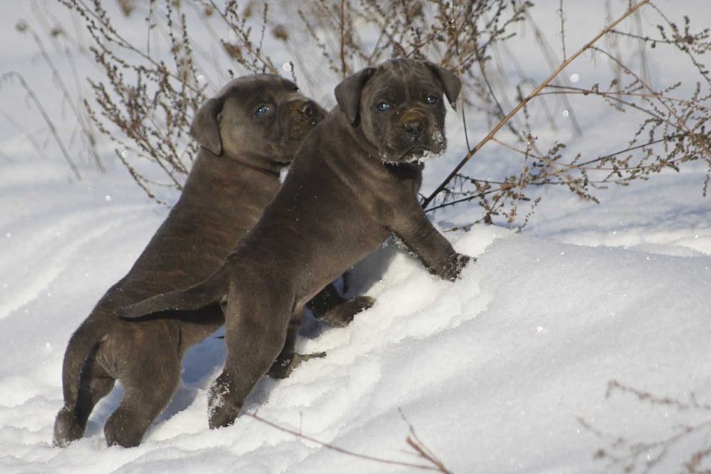 Блакитні цуценята