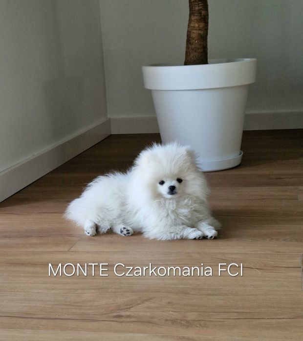 Szpic miniaturowy FCI samiec