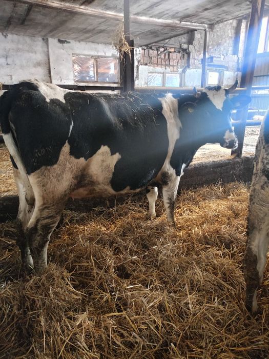 Jalowki hf wysokocielne hodowlane