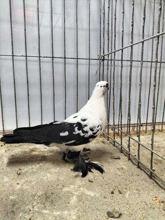 Gołębie ozdobne, motyl warszawski.