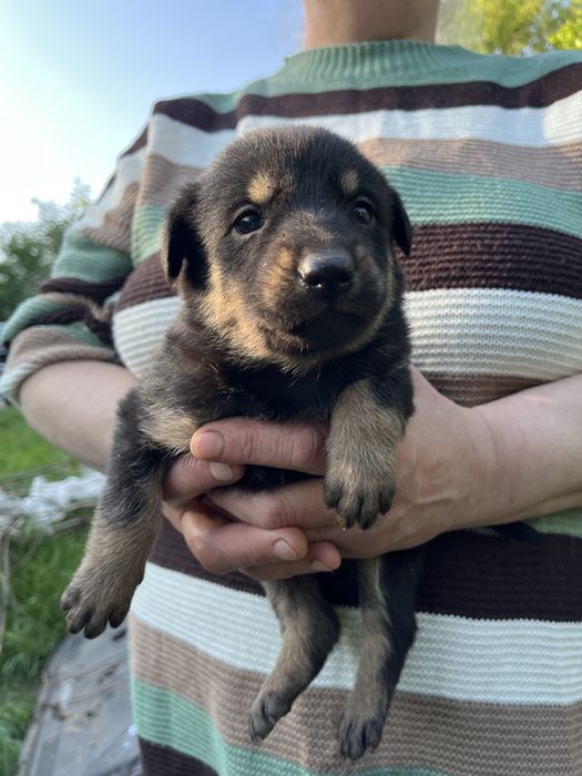 Цуцики в пошуках родини! Хлопчики та дівчатка