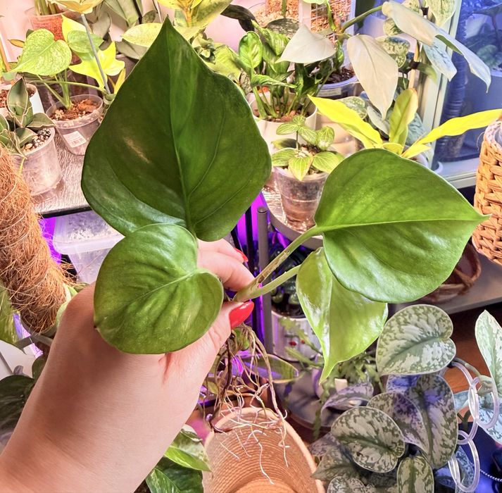 Epipremnum pinnatum Global Green SADZONKA CIĘTA