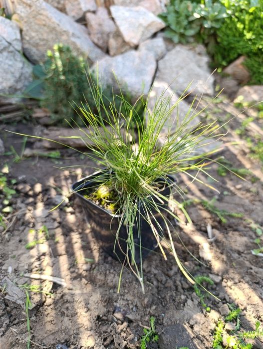 Саджанці хвойних та декоративних рослин