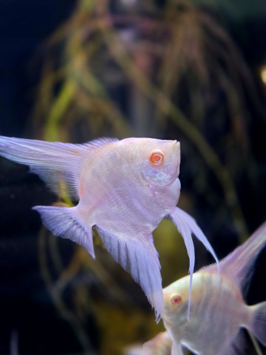 Skalar marble albino