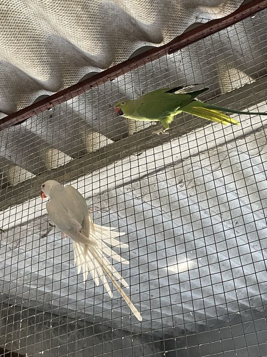 Dois casais Ring neck adultos