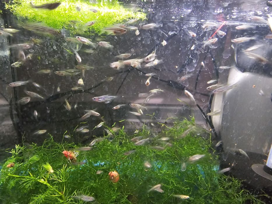 Danio pręgowane weloniaste