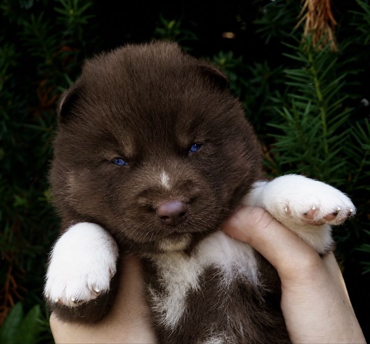 Siberian Husky ZKwP zapowiedz miotu