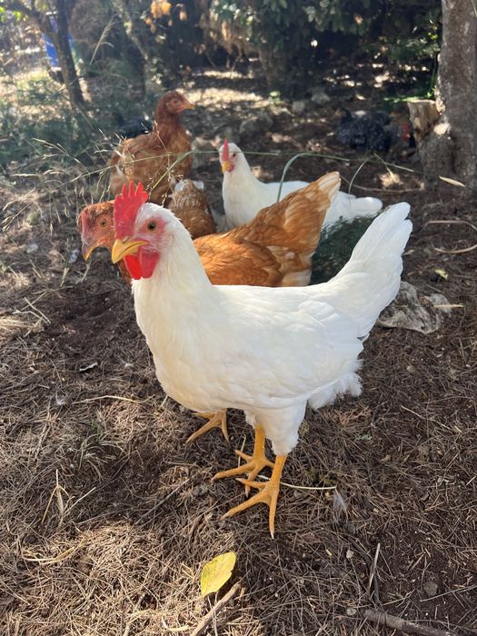 Trio Leghorn White Poedeiras ovos brancos