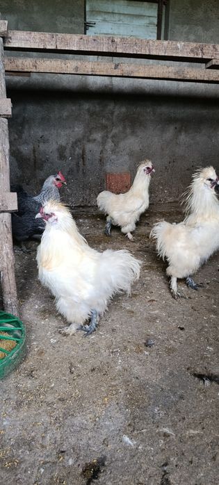 Sedosa do Japão macho