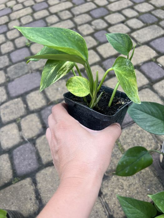 Епіпремнуми недорого