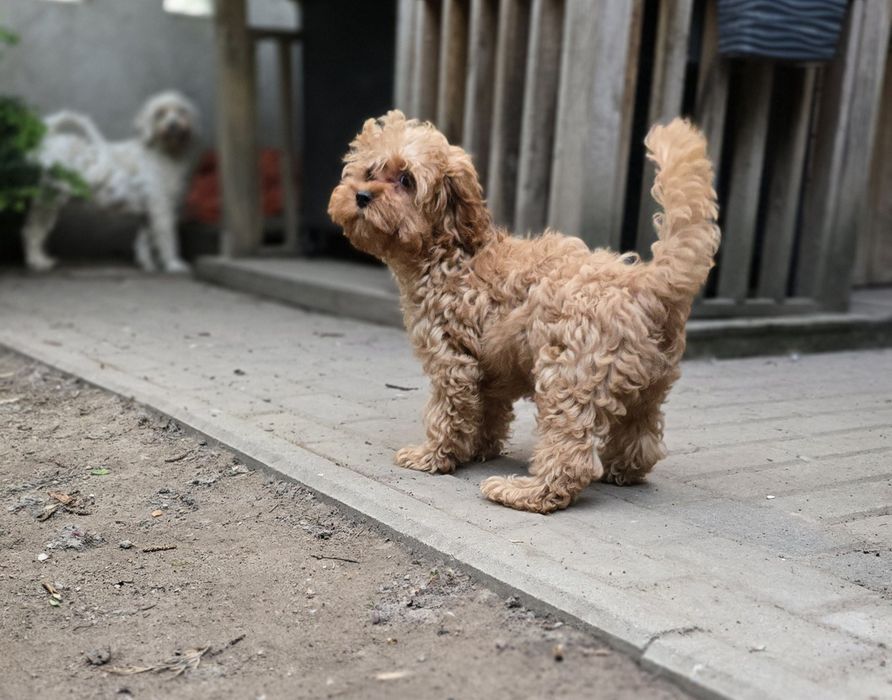 Cavapoo/ chłopczyk