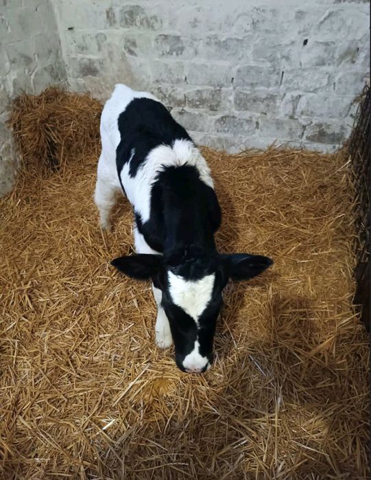 Телята телочка телка теля