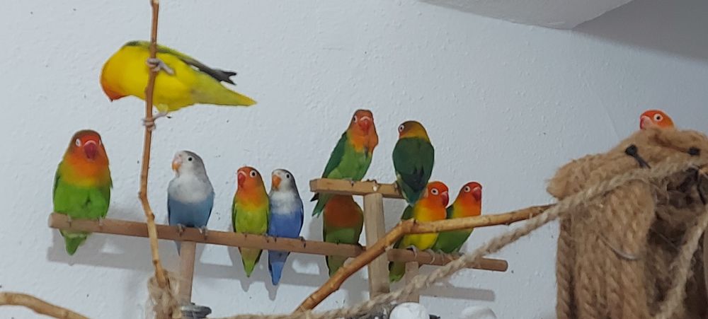 Agapornis Fischers Opalino .