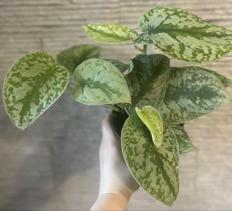 Сциндапсус Trebie/Pictus