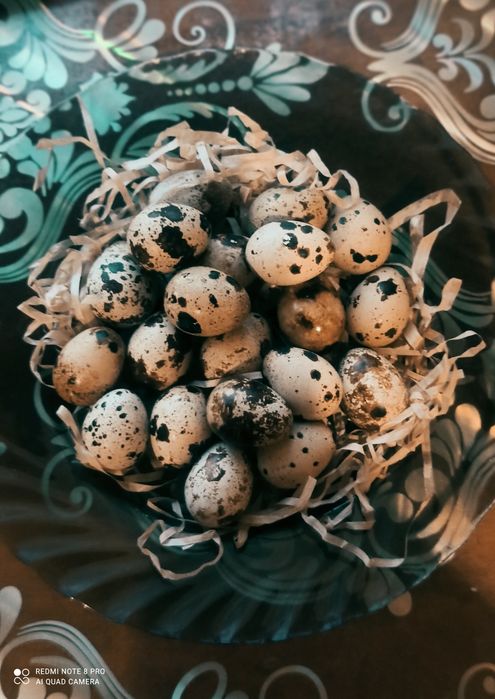Яйце перепілки столове, є інкубаційне Кривий ріг ТЕРНіВСКиЙ рн
