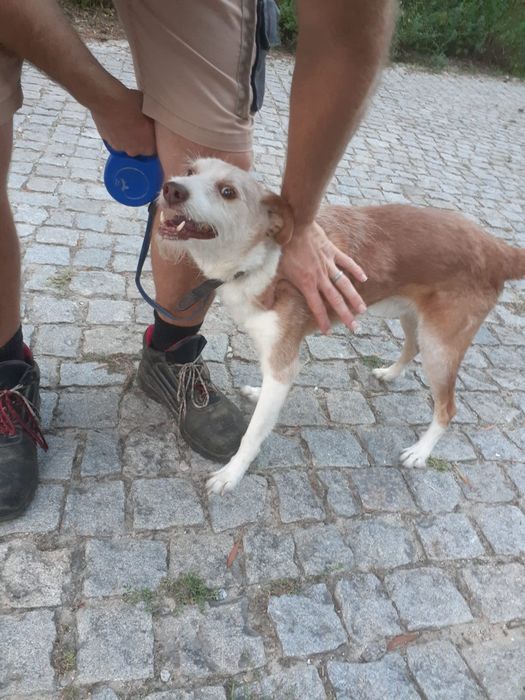 Cachorro Podengo para doar
