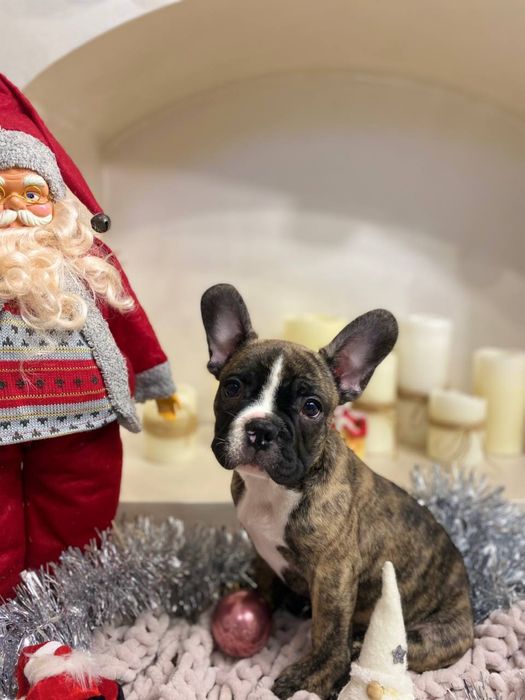 Французькі бульдожки