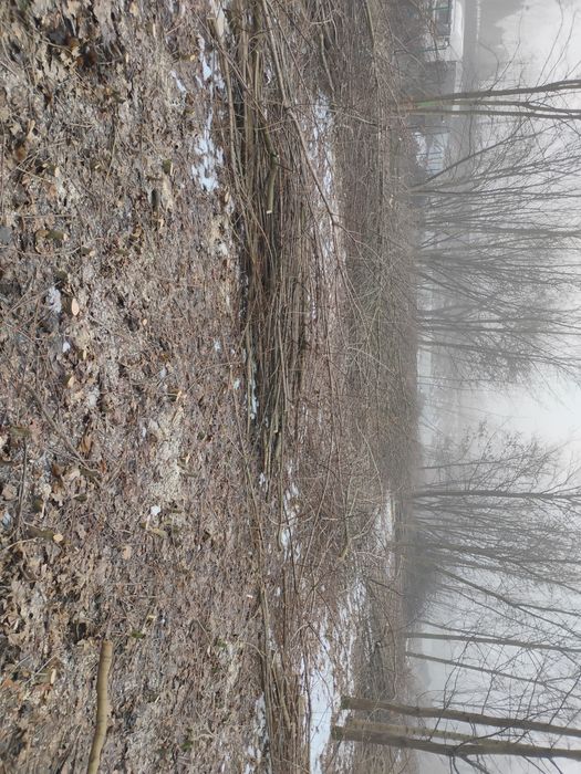 WYCINKA DRZEW/Odbiór drewna i gałęzi