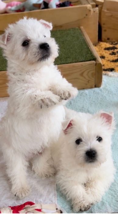 West Highland White Terrier ZKwP - szczeniak piesek Perfect Pride