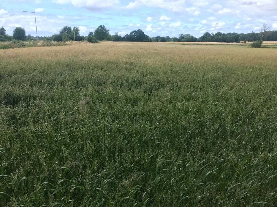 Działka budowlana nad morzem (k. Jarosławca)