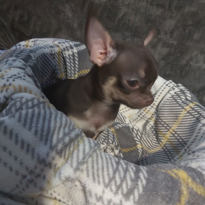 Продам чихуашек милых