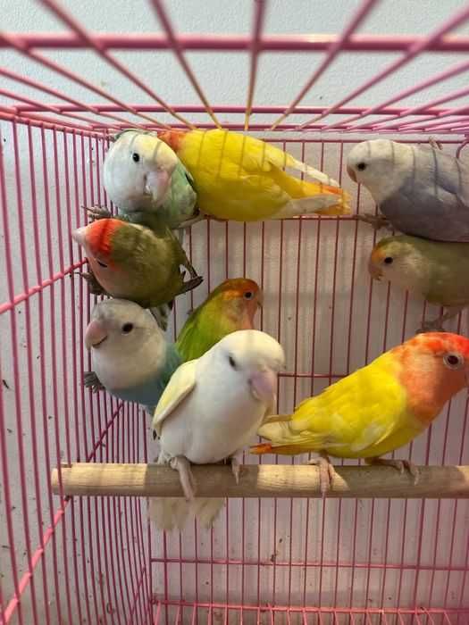 Agapornis Roseicollis ( Loja Profissional )