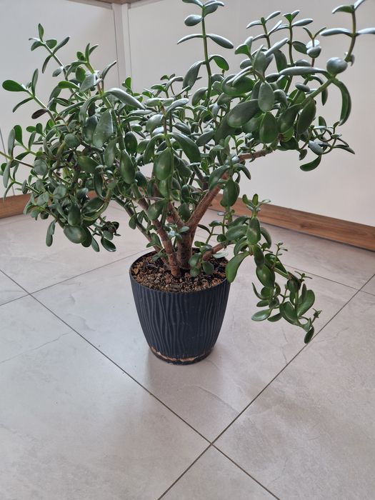 Drzewko szczęścia grubosz