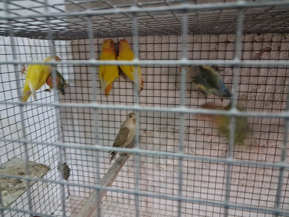 Vendo Roseicollis