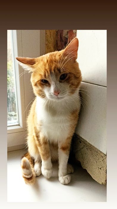 Отдам рыже-белого кота, 2 года