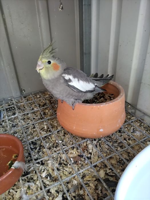 Caturras de 2024 e 2025 (várias mutações)