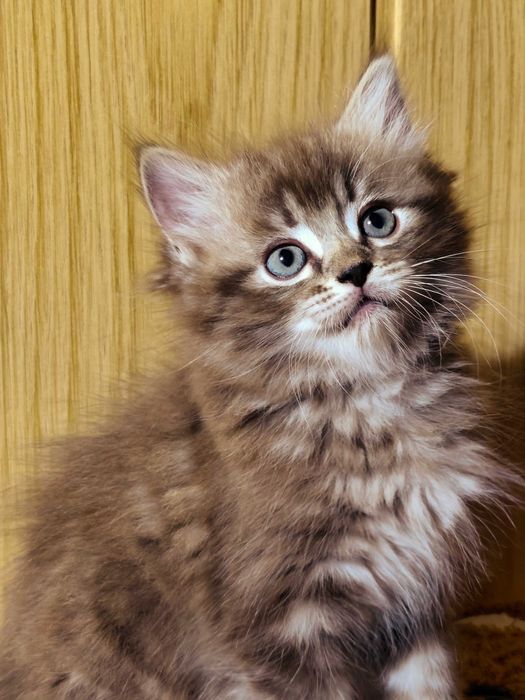 Ragdoll Cherubim Seal Lynx rodowód międzynarodowy