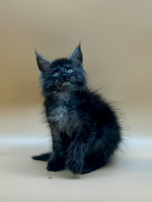 Мейн кун девочка