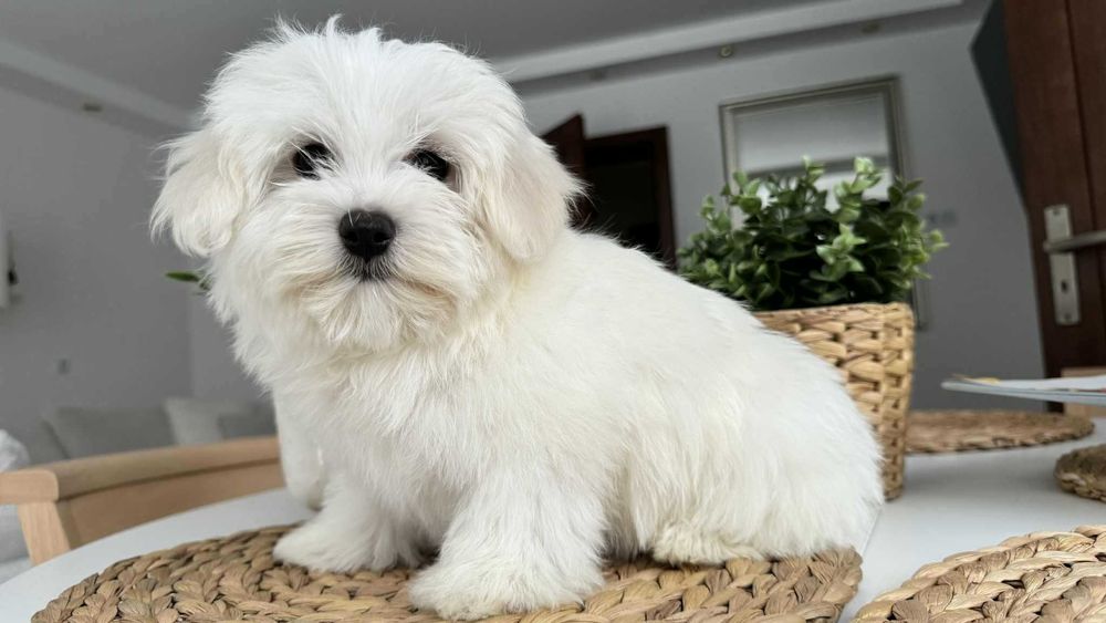 Śliczny Piesek Maltańczyk z Rodowodem Chipem