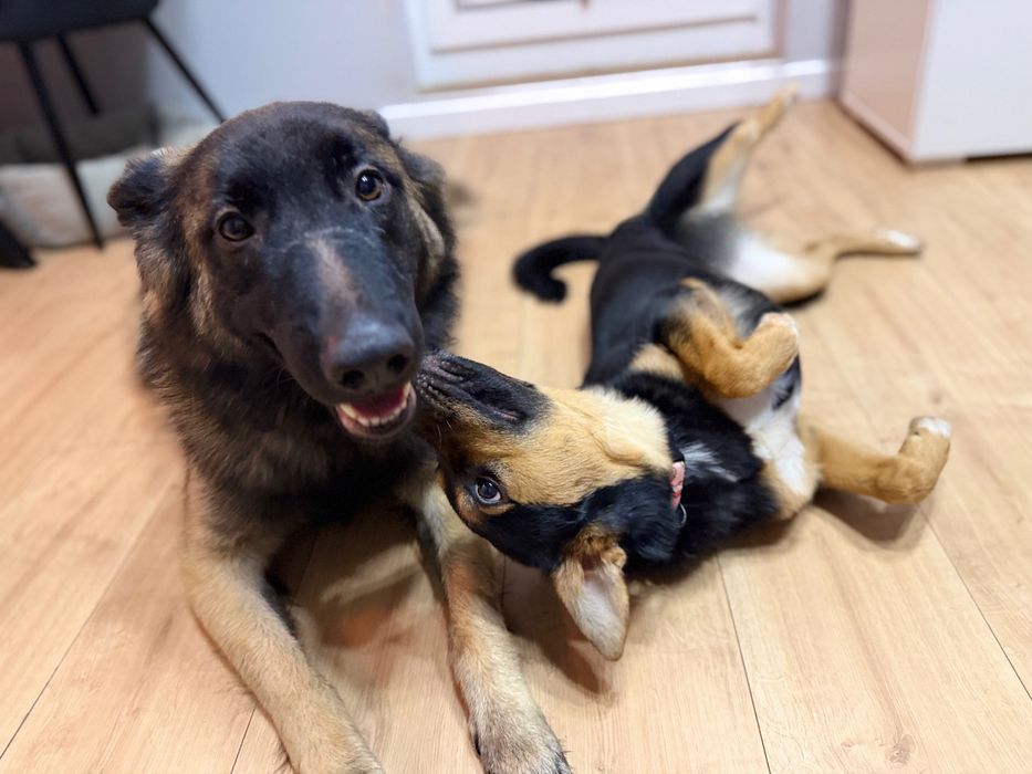 Lili 9 miesieczna suczka szuka domu