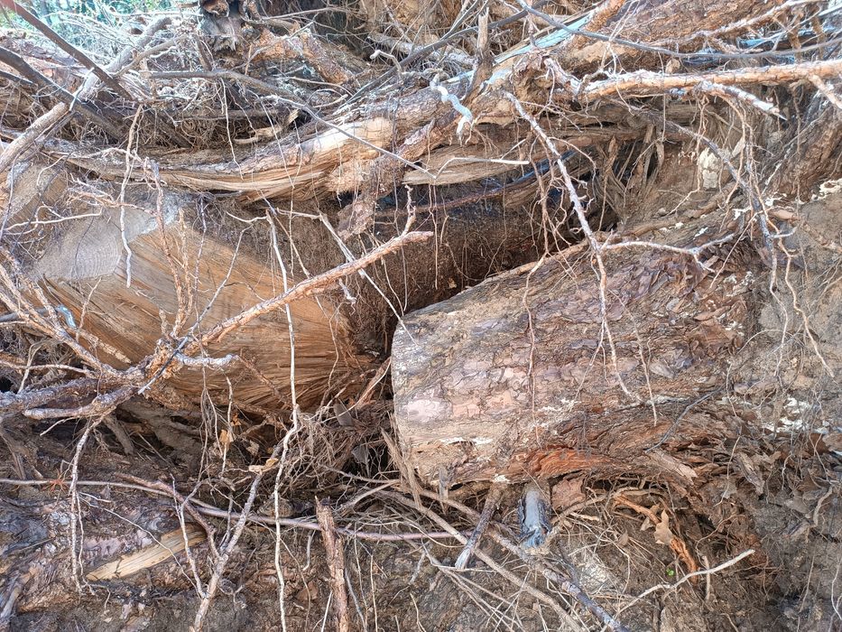 Opał drewno kominkowe pieńki oddam za darmo