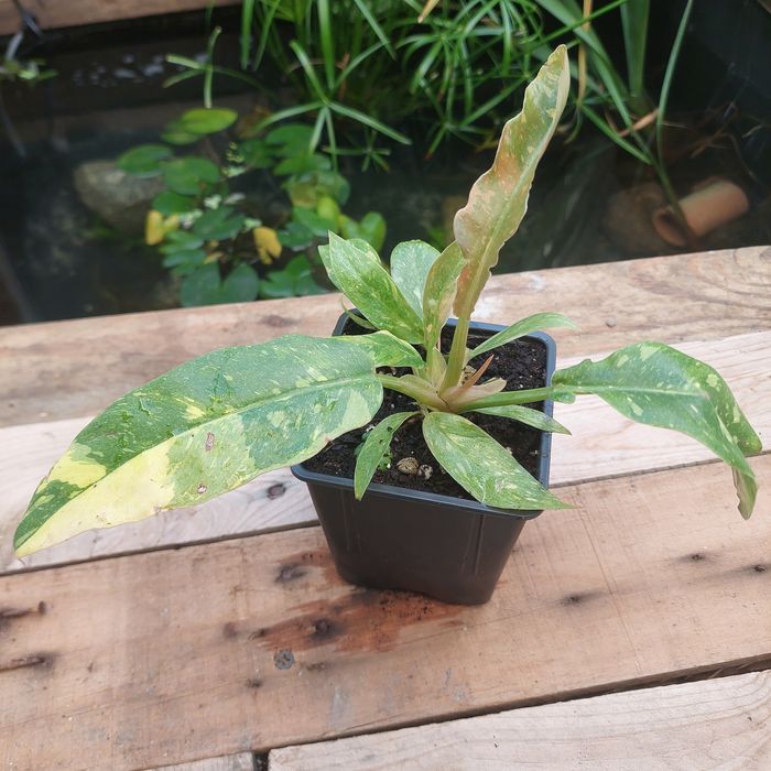 Plantas para terrarios