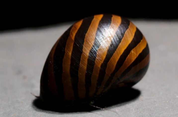 Ślimak Zebra MASSON
