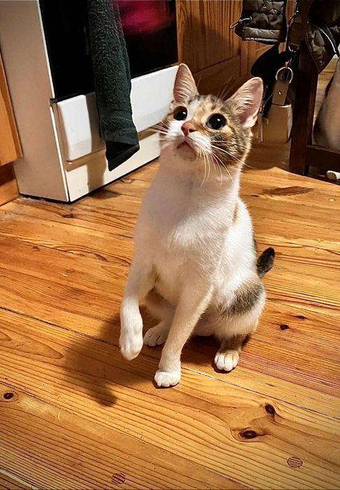 Miziasta kotka prosi o dom