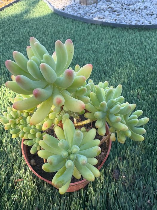 Suculentas Sedum Pachyphyllum Jelly Beans e Graptosedum Francesco Baldi preço 1€
