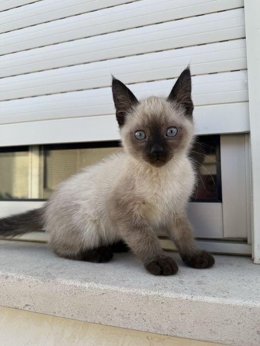 Gatinha Femea para adoção