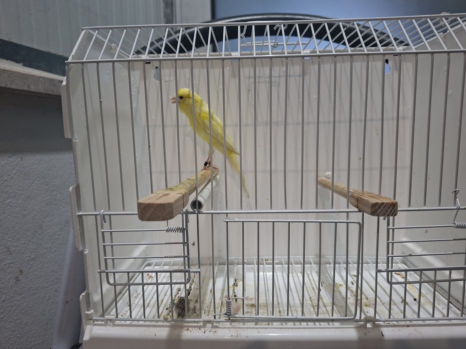 Canario largues espanhok