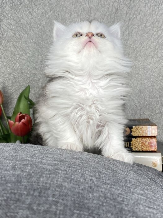 Серебристая шиншилла
