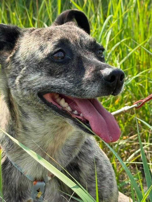Pieski do adopcji