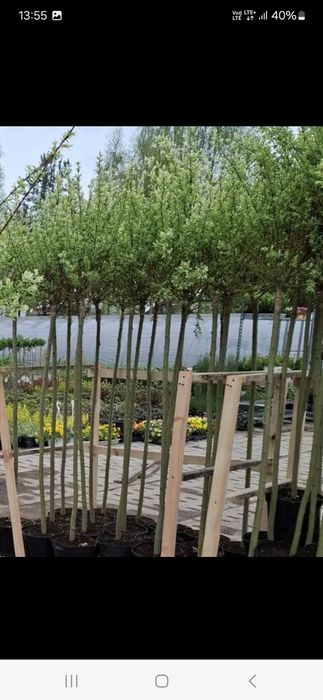 Hakuro ok 180cm odbiory