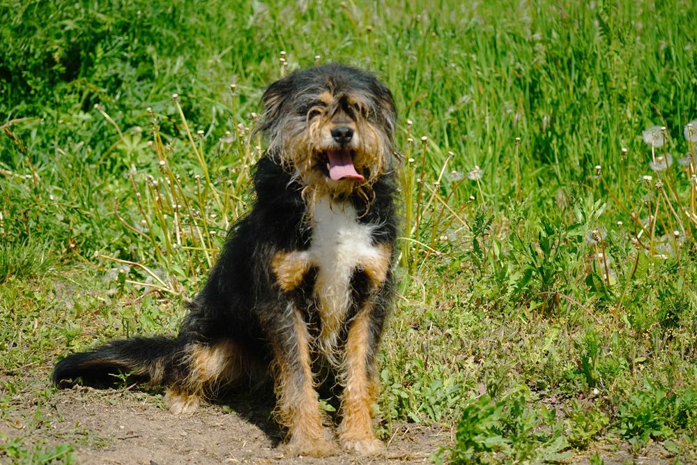 Zulus - mały, kudłaty piesek