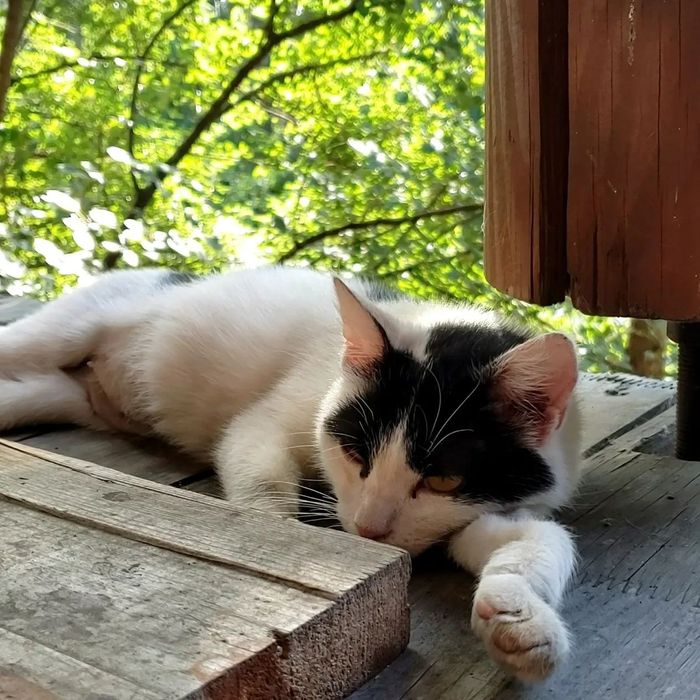 Собаки-щенки-коти