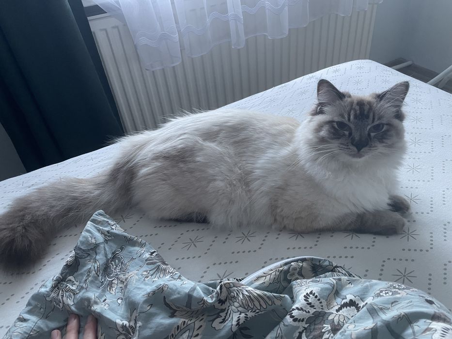 Kotka Ragdoll 2 letnia