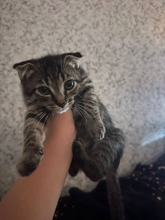 Продам шотландско весловухих котят