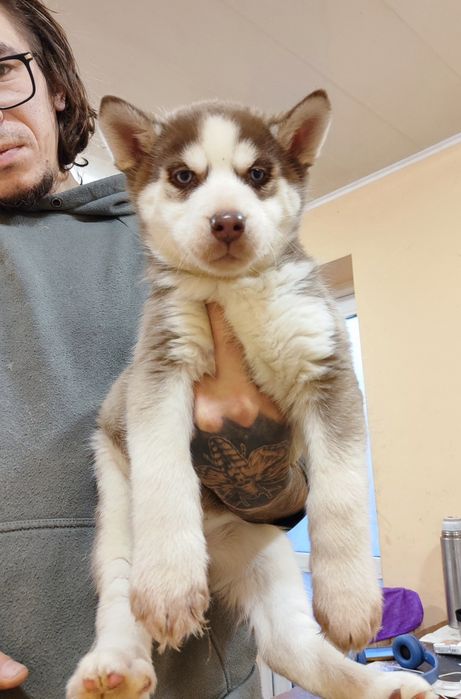 Крута весела граціозна